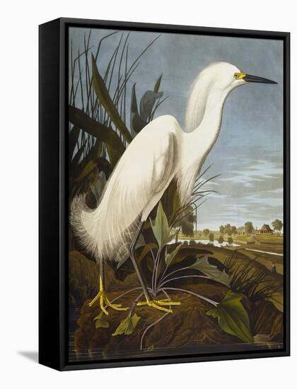 Snowy Heron or White Egret / Snowy Egret (Egretta Thula), Plate CCKLII, from 'The Birds of America'-John James Audubon-Framed Stretched Canvas