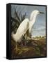 Snowy Heron or White Egret / Snowy Egret (Egretta Thula), Plate CCKLII, from 'The Birds of America'-John James Audubon-Framed Stretched Canvas