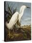 Snowy Heron or White Egret / Snowy Egret (Egretta Thula), Plate CCKLII, from 'The Birds of America'-John James Audubon-Stretched Canvas