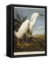 Snowy Heron or White Egret / Snowy Egret-John James Audubon-Framed Stretched Canvas