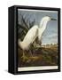 Snowy Heron or White Egret / Snowy Egret-John James Audubon-Framed Stretched Canvas