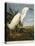 Snowy Heron or White Egret / Snowy Egret-John James Audubon-Stretched Canvas