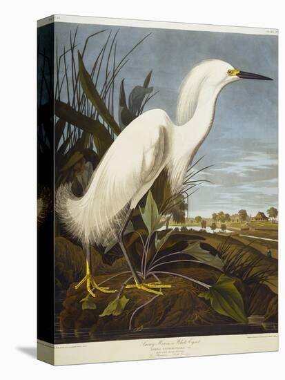 Snowy Heron or White Egret / Snowy Egret-John James Audubon-Stretched Canvas