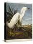 Snowy Heron or White Egret / Snowy Egret-John James Audubon-Stretched Canvas