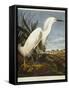 Snowy Heron or White Egret / Snowy Egret-John James Audubon-Framed Stretched Canvas