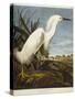 Snowy Heron or White Egret / Snowy Egret-John James Audubon-Stretched Canvas