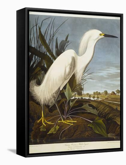 Snowy Heron or White Egret / Snowy Egret-John James Audubon-Framed Stretched Canvas