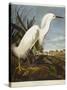 Snowy Heron or White Egret / Snowy Egret-John James Audubon-Stretched Canvas