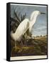 Snowy Heron or White Egret / Snowy Egret-John James Audubon-Framed Stretched Canvas