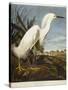 Snowy Heron or White Egret / Snowy Egret-John James Audubon-Stretched Canvas