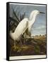 Snowy Heron or White Egret / Snowy Egret-John James Audubon-Framed Stretched Canvas