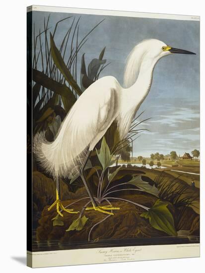 Snowy Heron or White Egret / Snowy Egret-John James Audubon-Stretched Canvas