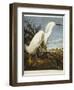 Snowy Heron or White Egret / Snowy Egret-John James Audubon-Framed Premium Giclee Print