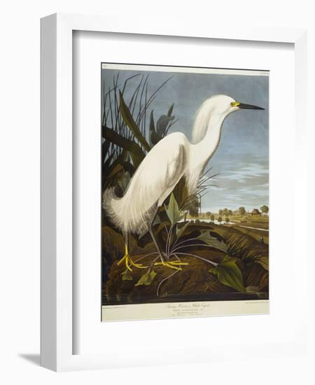 Snowy Heron or White Egret / Snowy Egret-John James Audubon-Framed Premium Giclee Print