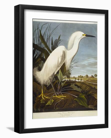 Snowy Heron or White Egret / Snowy Egret-John James Audubon-Framed Premium Giclee Print