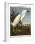 Snowy Heron or White Egret / Snowy Egret-John James Audubon-Framed Premium Giclee Print