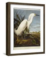 Snowy Heron or White Egret / Snowy Egret-John James Audubon-Framed Giclee Print