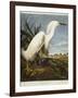 Snowy Heron or White Egret / Snowy Egret-John James Audubon-Framed Giclee Print