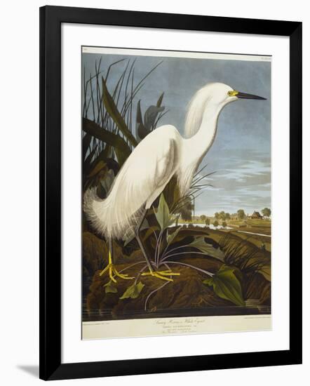 Snowy Heron or White Egret / Snowy Egret-John James Audubon-Framed Giclee Print