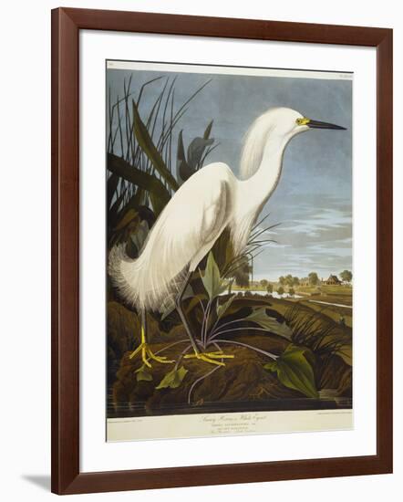 Snowy Heron or White Egret / Snowy Egret-John James Audubon-Framed Giclee Print