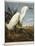 Snowy Heron or White Egret / Snowy Egret-John James Audubon-Mounted Giclee Print