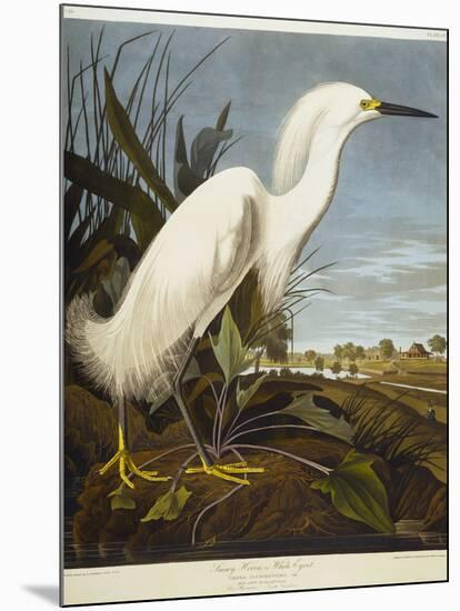 Snowy Heron or White Egret / Snowy Egret-John James Audubon-Mounted Giclee Print