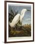 Snowy Heron or White Egret / Snowy Egret-John James Audubon-Framed Giclee Print