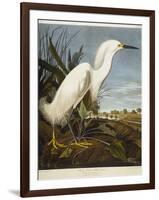 Snowy Heron or White Egret / Snowy Egret-John James Audubon-Framed Giclee Print