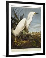 Snowy Heron or White Egret / Snowy Egret-John James Audubon-Framed Giclee Print