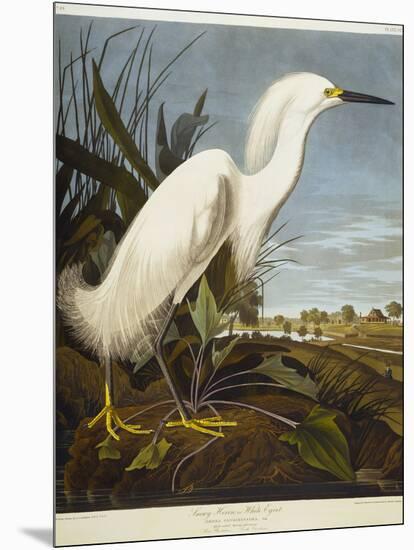 Snowy Heron or White Egret / Snowy Egret-John James Audubon-Mounted Giclee Print