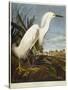 Snowy Heron or White Egret / Snowy Egret-John James Audubon-Stretched Canvas