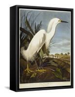 Snowy Heron or White Egret / Snowy Egret-John James Audubon-Framed Stretched Canvas