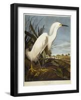 Snowy Heron or White Egret / Snowy Egret-John James Audubon-Framed Giclee Print