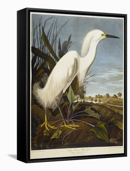 Snowy Heron or White Egret / Snowy Egret-John James Audubon-Framed Stretched Canvas
