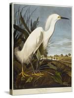 Snowy Heron or White Egret / Snowy Egret-John James Audubon-Stretched Canvas