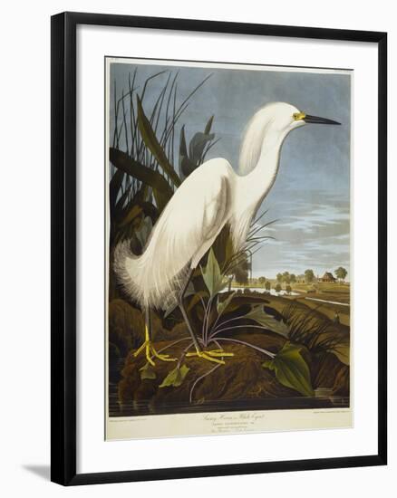 Snowy Heron or White Egret / Snowy Egret-John James Audubon-Framed Giclee Print