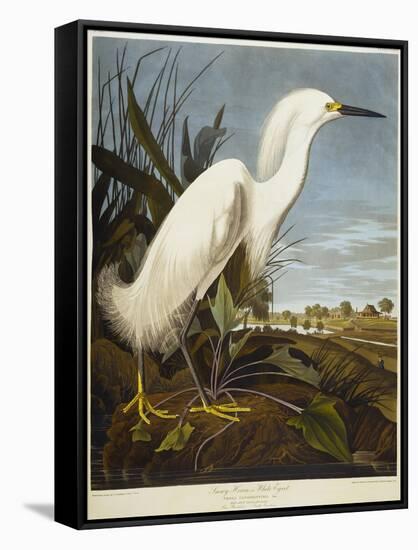 Snowy Heron or White Egret / Snowy Egret-John James Audubon-Framed Stretched Canvas