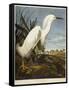 Snowy Heron or White Egret / Snowy Egret-John James Audubon-Framed Stretched Canvas