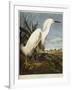 Snowy Heron or White Egret / Snowy Egret-John James Audubon-Framed Giclee Print