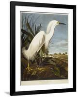 Snowy Heron or White Egret / Snowy Egret-John James Audubon-Framed Giclee Print