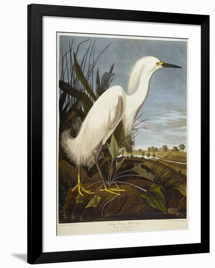 Snowy Heron or White Egret / Snowy Egret-John James Audubon-Framed Giclee Print