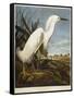 Snowy Heron or White Egret / Snowy Egret-John James Audubon-Framed Stretched Canvas