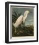 Snowy Heron or White Egret-John James Audubon-Framed Giclee Print