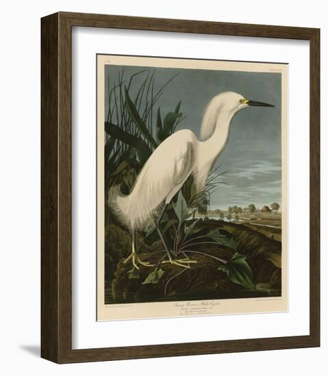 Snowy Heron or White Egret-John James Audubon-Framed Giclee Print