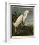 Snowy Heron or White Egret-John James Audubon-Framed Giclee Print