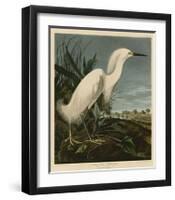 Snowy Heron or White Egret-John James Audubon-Framed Giclee Print