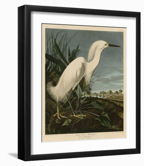 Snowy Heron or White Egret-John James Audubon-Framed Giclee Print