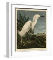 Snowy Heron or White Egret-John James Audubon-Framed Giclee Print