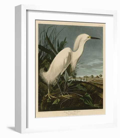 Snowy Heron or White Egret-John James Audubon-Framed Giclee Print