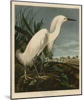 Snowy Heron or White Egret-John James Audubon-Mounted Giclee Print